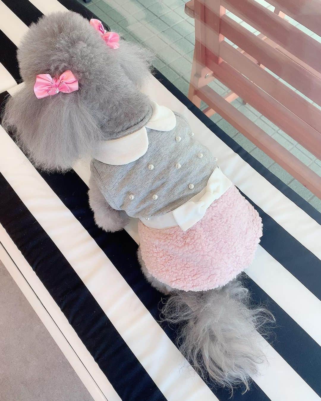 のインスタグラム：「週末は、ポロちゃんを連れてお出かけ🐩💕 . ワンピースを着ている後ろ姿を見ていると、ふと🐩ということを忘れちゃうくらい、子供服のように可愛いプリマシェレル のdog wearは、ただいまXmas SALE中です🎄 . . @primascherrer . . https://www.joint-space.co.jp/fs/shirai/psc912-0079 . . . #和泉佳子　#ポロちゃん　#エレdog  #クリスマスセール　#ドッグウェア　#リボン　#パール　#ワンピース」
