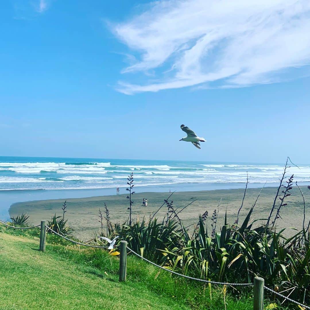 及川奈央さんのインスタグラム写真 - (及川奈央Instagram)「#ニュージーランド旅行 滞在1日目のつづき。 #オークランド から車で40分ほどの #ムリワイビーチ へ。#カツオドリ の群生地。ヒナが誕生するのは11月頃だそうで私たちも一羽だけ見つけられました。ここで育ち飛べるようになった彼らはここから2,000㌔離れたオーストラリアへと旅立つそうです。 #beach #muriwaibeach #Newzealand #Aukland #なっちゃん #二人旅」12月1日 15時27分 - naooikawa