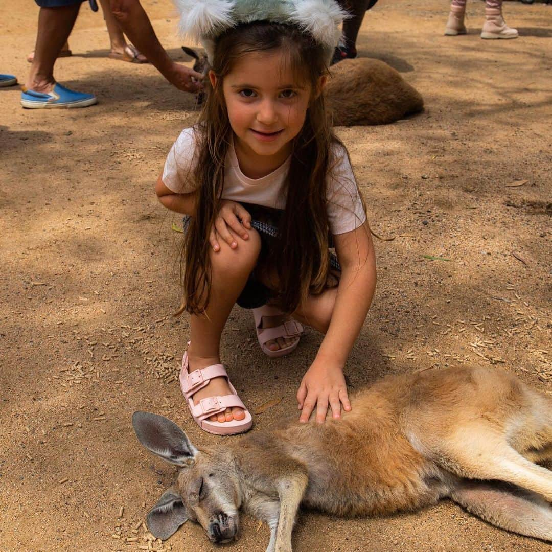 ダニエル・オズボーンさんのインスタグラム写真 - (ダニエル・オズボーンInstagram)「Was amazing today going to see the Koala’s & the Kangaroo’s today! This sanctuary today had 70 koala bears taken into them in 1 day during the bush fire. They are beautiful animals 🐨 .. Having fun while we wait for mummy in Oz ❤️ 🦘 🐨」12月1日 16時10分 - danosborneofficial