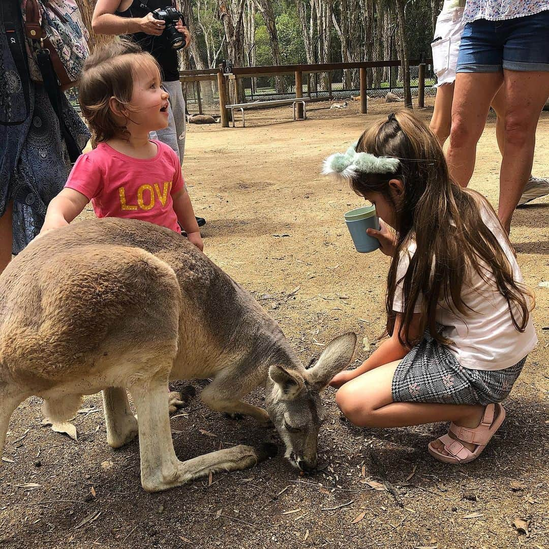 ダニエル・オズボーンさんのインスタグラム写真 - (ダニエル・オズボーンInstagram)「Was amazing today going to see the Koala’s & the Kangaroo’s today! This sanctuary today had 70 koala bears taken into them in 1 day during the bush fire. They are beautiful animals 🐨 .. Having fun while we wait for mummy in Oz ❤️ 🦘 🐨」12月1日 16時10分 - danosborneofficial