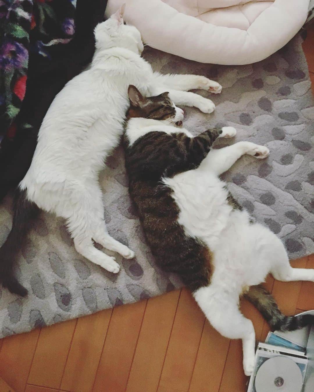 鈴木蘭々さんのインスタグラム写真 - (鈴木蘭々Instagram)「ただ寝てるだけなのに強烈な癒しパワーを放ってくる猫ってなんなの👀 #あー可愛い #可愛い可愛い #あー可愛い💕🤗」12月1日 16時16分 - lanlan_suzuki
