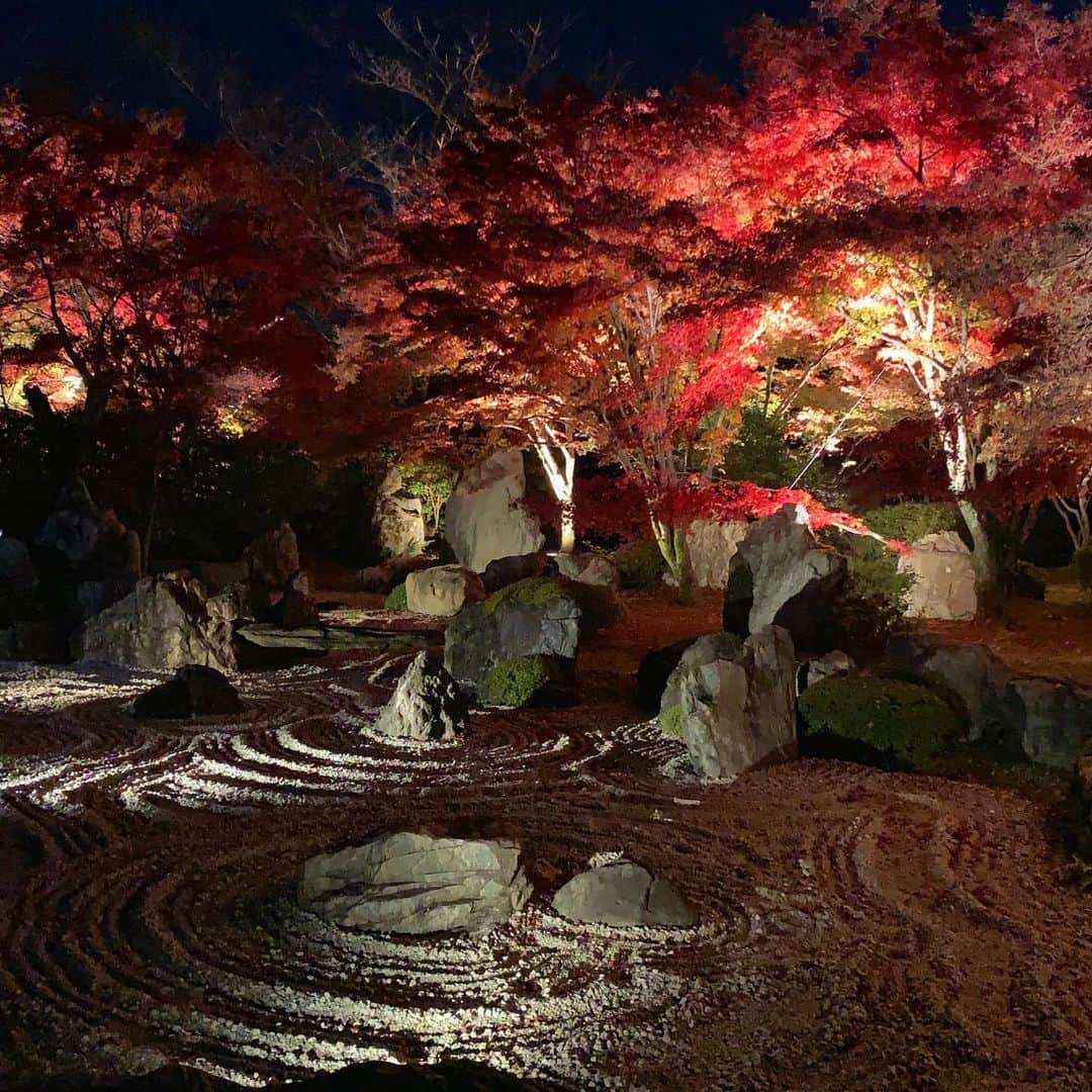 樹神さんのインスタグラム写真 - (樹神Instagram)「京都の夜景と紅葉が一体となった、幻想的で美しいライトアップ。  東山の山頂・青龍殿の木造大舞台、冷えておりました〜。 #京都#紅葉#ライトアップ#青龍殿#大舞台#枯山水#夜景#kyoto#seiryuden#lightup」12月1日 22時15分 - kotamaofficial