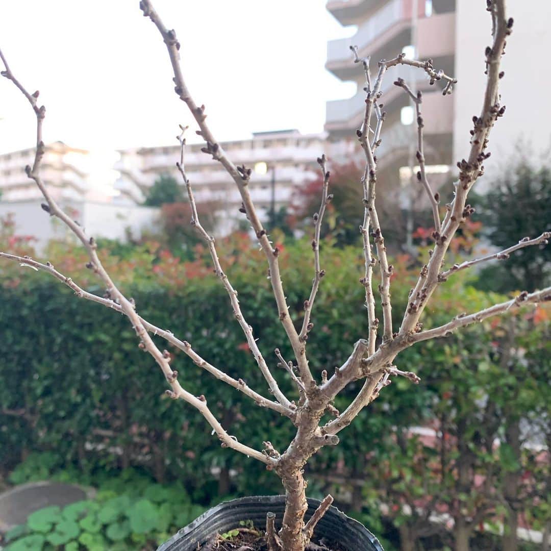 堀内貴司さんのインスタグラム写真 - (堀内貴司Instagram)「盆栽栽培2週目 相変わらず変化はないけど毎日水あげてます 最近は天気が良くなかったので日光に当たってるのを見ると喜んでいるように思えちゃう 可愛い 春に花咲きますように🙏 #盆栽 #BONSAI #初心者」12月1日 16時49分 - slamhoriuchi