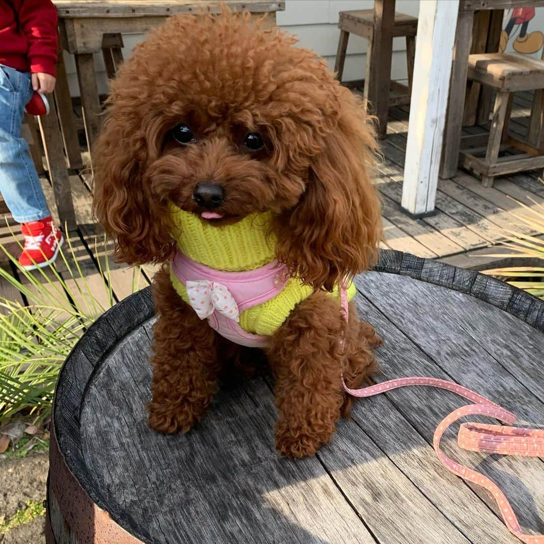 町田亜里香さんのインスタグラム写真 - (町田亜里香Instagram)「今日はここへ。 そう、犬服を買いに🥺❤︎ #ジョンソンタウン  安定にすっぴんで行きました。👏 みんな映える〜って写真撮ってたので わたしもアンジェをパシャ📸笑 . #すっぴんばばぁが必死に愛犬撮る #痛い図  #許してください . アンジェの購入品などはブログで この黄色も可愛くて安くてGET そして帰宅してから色違いを ネットで2色ぽちりました😊❤︎👏 @mandarine_brothers ってとこの✨ 可愛すぎません！？？ サイズなかったものをネットで買ったよ🥰 ちいもセレクトショップでお買い物した♡ 高かったよん。笑 . . #ジョンソンタウン入間  #わんこのいる生活  #犬とお出かけ  #inucloset  #ティーカッププードル #マンダリンブラザーズ  #mandarinebrothers」12月1日 17時06分 - ari_gram_111