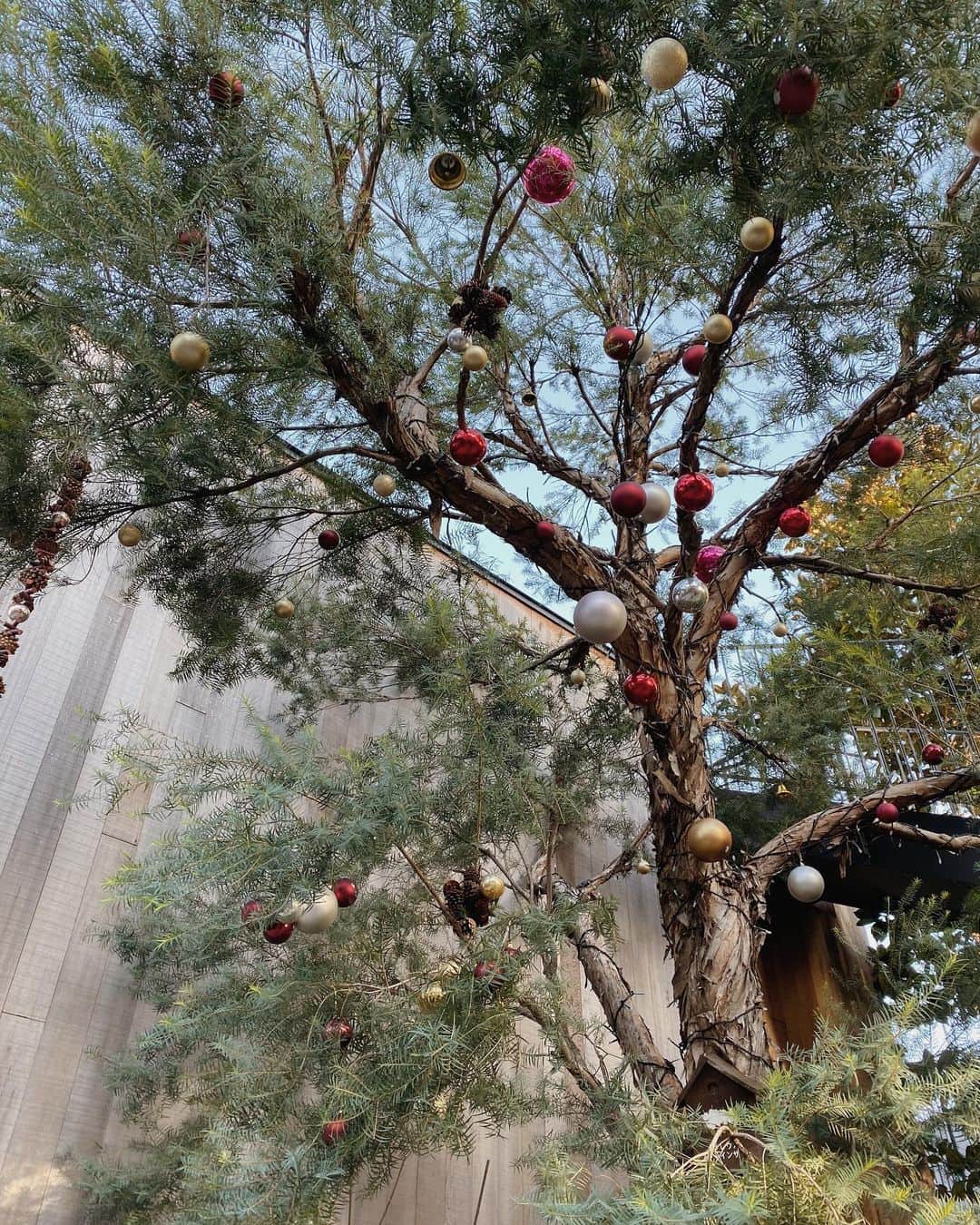 目見田早弥子のインスタグラム：「| 𐂂꙳ ついについに12月❄️ 高校がクリスチャンスクールだったこともあり 気付けばその頃からクリスマスが１年で１番の 大好きなイベントとなりました🎄 2週間後には娘も２歳に...。 最近では年齢を聞かれたら 「もうすぐ２歳です」と言っていたので ２歳になることに違和感のようなものはなく😌 むしろまだ今日の娘は１歳なんだなぁと不思議な気持ちです。 とにかくよく喋るしいつ覚えたんやろというくらい ボキャブラリーが多くて感心します。 今日はいないいないばあ！の わんわんのパジャマのまま出かけたいと言って 大泣きした娘でした👶🏻😂」