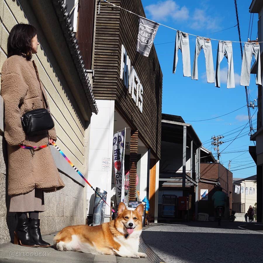 ericoのインスタグラム：「✩ 児島ジーンズストリート👖🧵 ジーニストの聖地に行ってきたぜ😼✨ ✩ #だがしかし #俺の脚の長さに合うジーンズはない ✩  I hung out with my mother and father at Kojima jeans street called the Mecca of Jeans！  These jeans doesn't fit me. It's too long!😹😹 ✩ #岡山県 #児島ジーンズストリート  #それいけ力丸くん #コーギー  #犬のいる暮らし#pembrokewelshcorgi  #corgistagram #barked #dogsofinstagram #buzzfeed #corgisofinstagram  #dailyfluff #9gag #weeklyfluff #dogstagram」