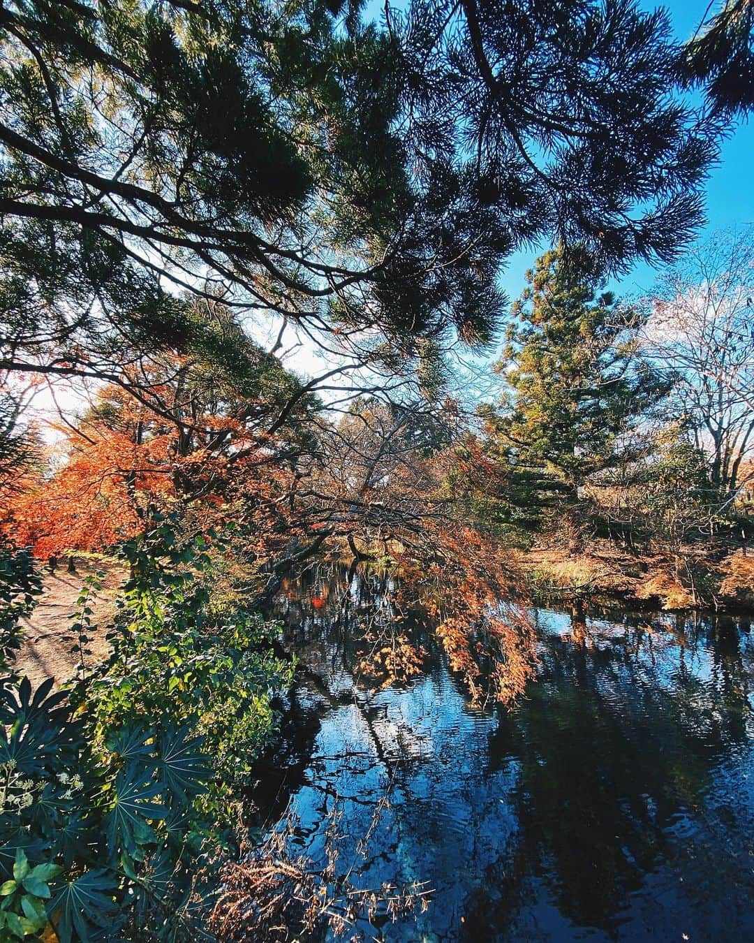 小塚源太のインスタグラム：「🇯🇵🍁🍵 はじめての由布院 #yufuin #oita #japan」