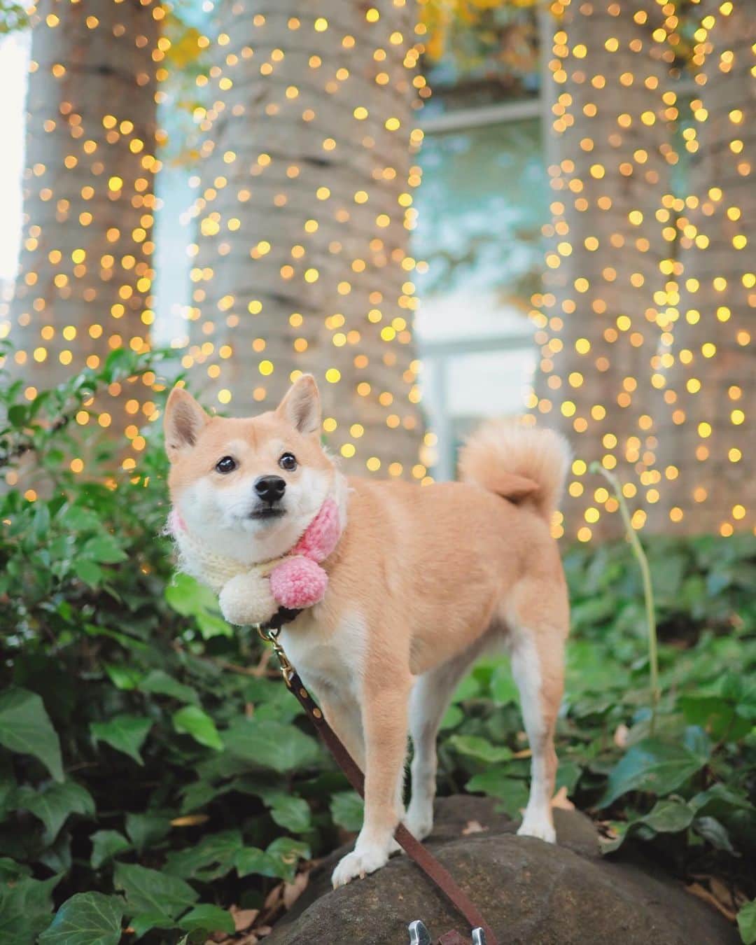 豆柴にこちゃんのグルメインスタ