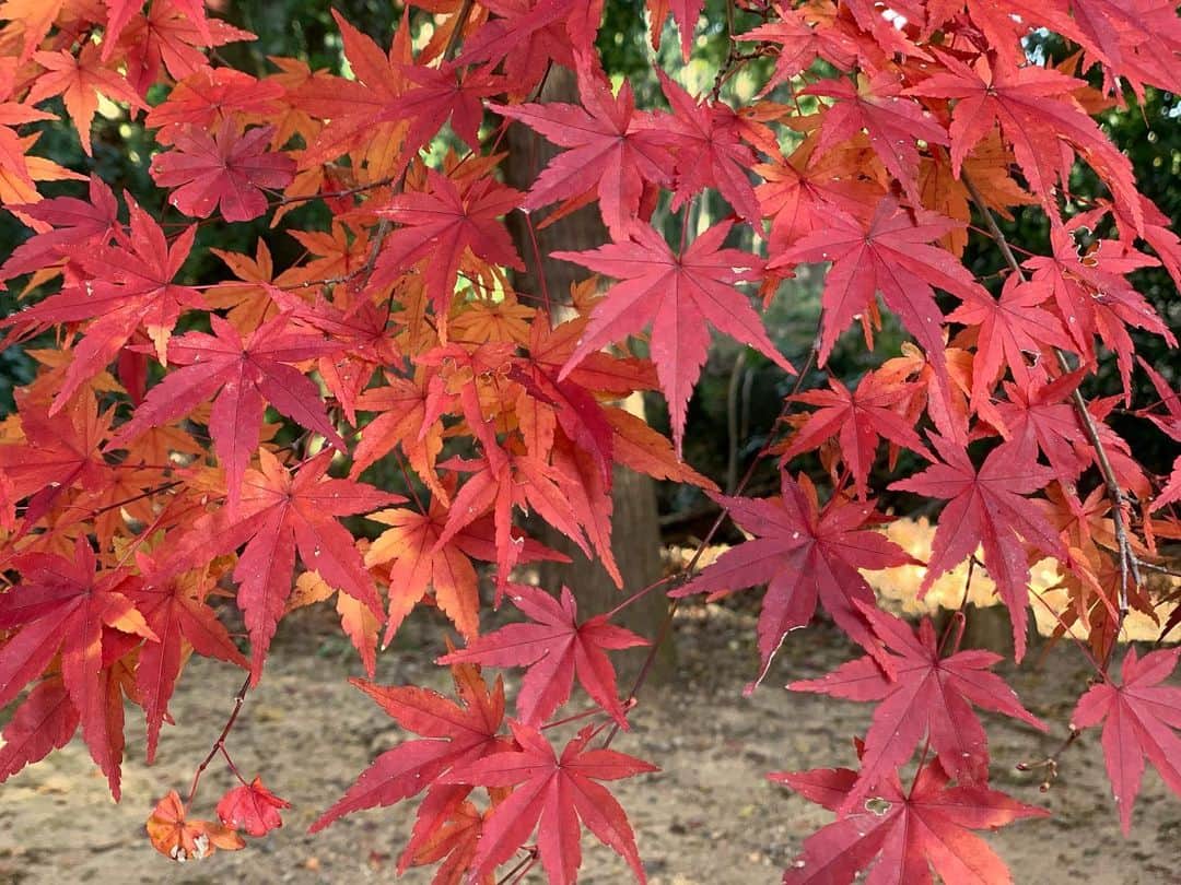 武仲麗依のインスタグラム：「今日は紅葉を見に京都と滋賀へ🚗 めちゃくちゃ綺麗やった〜🍁 とぅんちゃんの服も安くで買えたので 着せたらまたストーリーに載せますね😊」