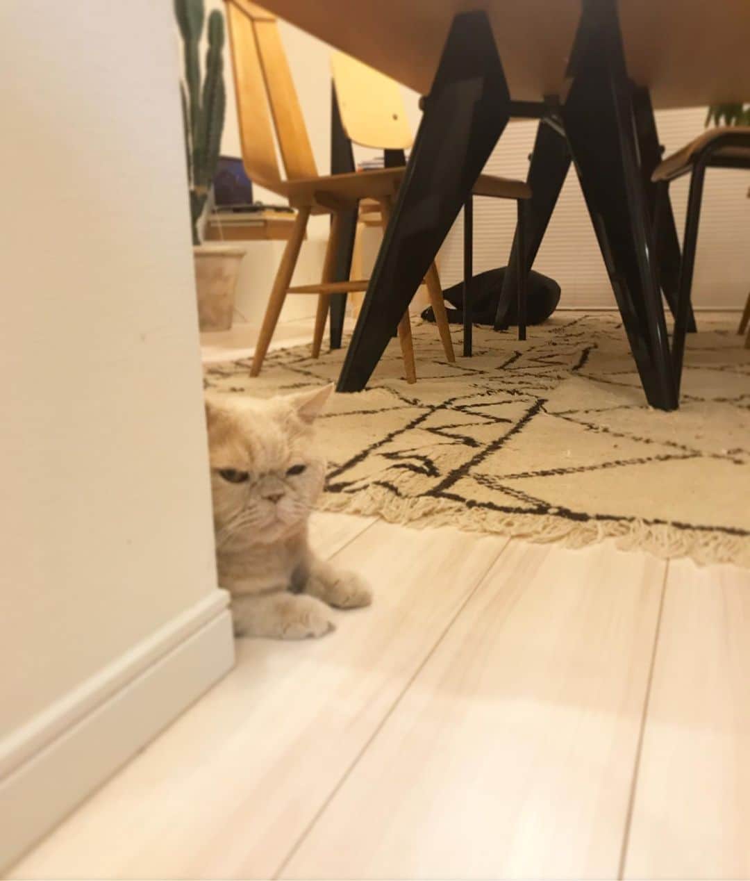濱中鮎子のインスタグラム：「虎視眈々と追加のカリカリを待ち望む坊。  #ダイエット中  #cat #ネコ #小心者の親分 #チャイ坊 #チャイ #chai #britishshorthair #ブリティッシュショートヘア #クラッシュフェイス #ぶチャイく #愛の交歓」