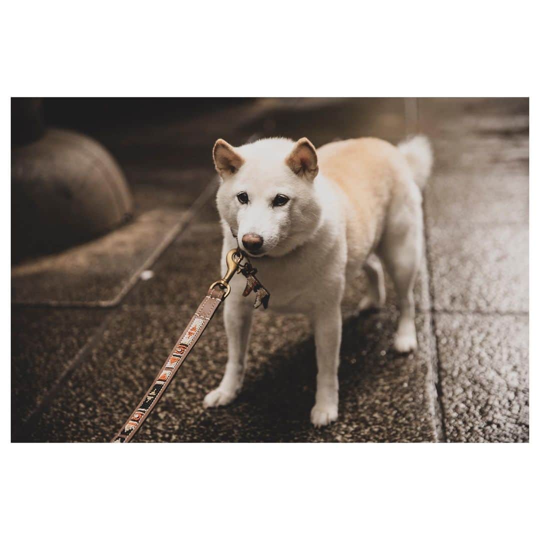 高垣麗子さんのインスタグラム写真 - (高垣麗子Instagram)「・ ・ ・ @story_love40  STORY 1月号の連載では 久しぶりにさくぽてが 登場しています。 2人とも嬉しそうでした🐕🐕🐾 ・ ・ #storymag #story1月号 #さくぽて #柴犬 #family  #🐕」12月1日 19時04分 - reikotakagaki