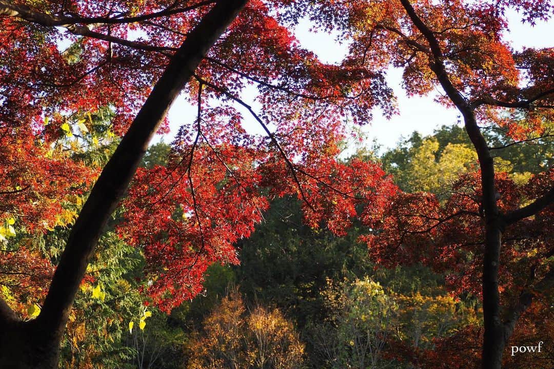 anemone_69のインスタグラム：「🍁 . #紅葉 #イロハモミジ . . .」