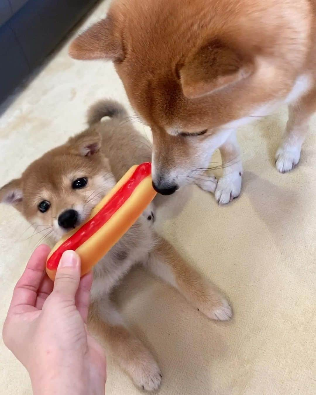 豆柴 サニーちゃんさんのインスタグラム写真 - (豆柴 サニーちゃんInstagram)「. . ラムちゃんの ホットドッグ🌭が 気になるサニーちゃん🐻 . 自分の遊んでるおもちゃに ラムちゃんが近づくと、ガルゥガルゥ言うのに ラムちゃんのおもちゃには どんどん近づくサニーちゃん🌀 . 🐻『それ、さにーのおもちゃなんだけど…』 . . #気になる気になる #それ美味しそうだね #ホットドッグ🌭 #仲良く遊ぼうね #サニーちゃんのホットドッグ屋さん #看板犬 #12月中には開催したいと思います @sunny_hotdog . #柴犬#豆柴 #赤柴 #まめしばいぬ#まめしば#いぬのきもち#ふわもこ部 #サンデイ#サンデイいぬ組#anicas#shiba_snap #shibainu#shiba#mameshiba#shibastagram #mameshibapuppy#shibapuppy #豆柴サニーちゃん#豆柴ラムちゃん#さにらむたん」12月1日 19時21分 - sunny_rei_32