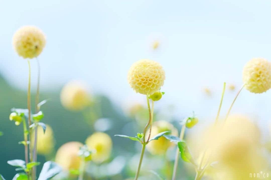 花の写真館のインスタグラム：「Photo by @non.co.⠀ https://instagram.com/non.co/⠀ .⠀ Original Post[投稿頂いたURL]⠀ https://www.instagram.com/p/B3__OEqAEoO/⠀ .⠀ 本アカウントは、 #私の花の写真 をつけてInstagramに投稿された皆さまの花の写真や、「花の写真館」Facebookページで投稿された花の写真を紹介します。⠀ 「花の写真館」Facebookページは、「 @floral.photograph 」のプロフィールにあるURLからご覧ください。⠀ .⠀ #花の写真館 #floralphotograph #floralphoto #flower #flowers⠀ Follow: @floral.photograph」