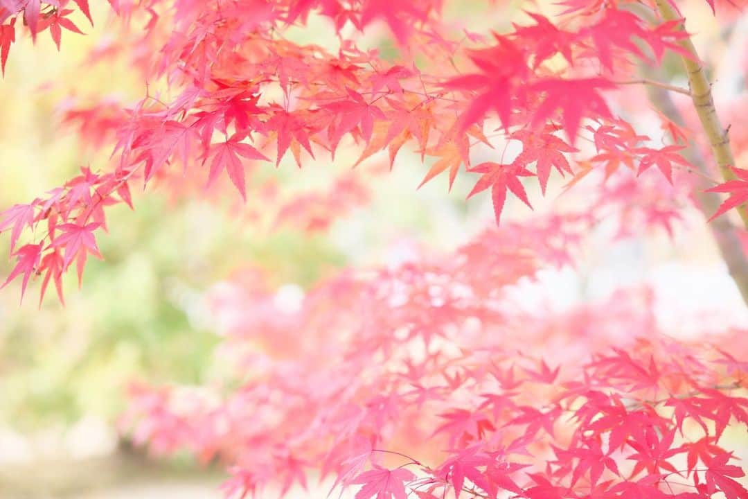 kiccyomuのインスタグラム：「☀️ 2019.12.01 Sun 京都の #紅葉 🍁 #仁和寺 🍁 * 予想外に、今日は天気が良くなって… 今日も紅葉🍁日和☺️ しばらく🍁三昧😅 * 来週も元気に🤗 * location #京都 撮影 11月21日」