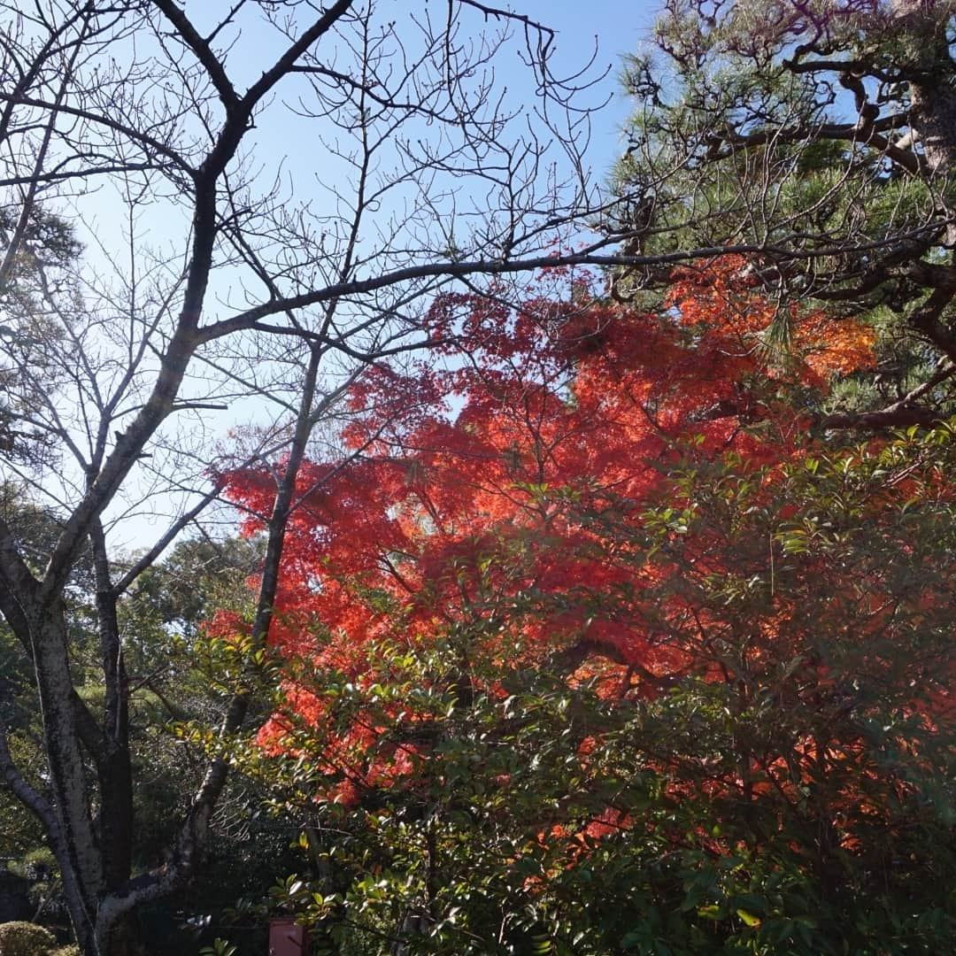 kazumiさんのインスタグラム写真 - (kazumiInstagram)「. お天気よくてポカポカ陽気🌞 . 秋を感じながらお散歩🍁🐾🍁🐾 . 今月もよろしくお願いしま～す🐶🐶🙇 * * * #ルカ#ルーちゃん#レア#レアちゃん#愛犬#癒し#可愛い#ダックス#ダックスフンド#ミニチュアダックス#ミニチュアダックスフンド#親バカ#気持ちいいお散歩#紅葉#ヤンチャ姫#シニア犬#レア日記#お爺ちゃん日記 #dachshund#miniaturedachshund#dachshund_world#dogstagram#dogofinstagram#dachshundsofinstagram#dachshundlove#instadog#todayswanko#cute#pretty#love」12月1日 19時34分 - dagumama