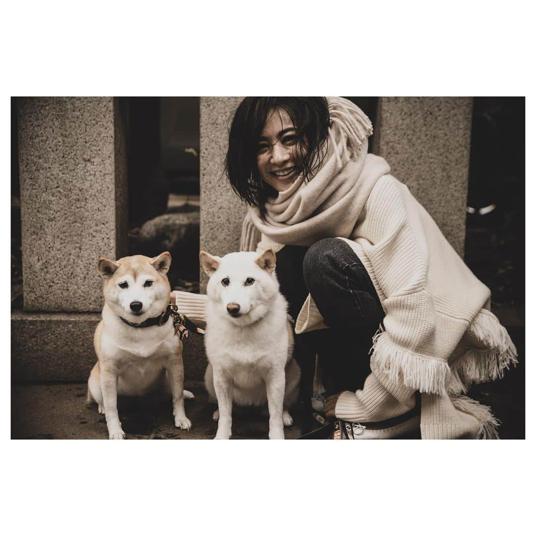 高垣麗子さんのインスタグラム写真 - (高垣麗子Instagram)「・ ・ ・ 時折遠慮がちな目をする さくらさんでした😌 ・ ・ #さくぽて #柴犬 #family  #🐕」12月1日 19時38分 - reikotakagaki