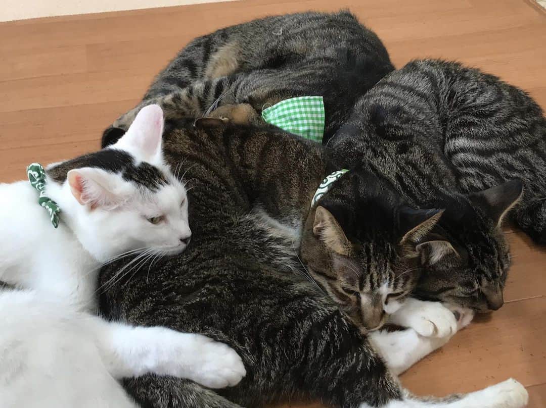猫カフェきぶん屋さんのインスタグラム写真 - (猫カフェきぶん屋Instagram)「行ったらえらいこっちゃだった件  昨日投稿配信した後、木村夫妻のシェルターに手伝いに行ってました。 まあ正直1.2時間で終わるかなと思ってたら4時間ほど作業してました。 いつもは僕が手伝いに行くと言っても遠慮する彼らですが、そのくらい時間を使って大変なことしてます。  僕が彼らを応援する理由は彼らの置かれている現状が日本の縮図だなと感じてるからです。 誰かがやるやろ、自分は関係ない。と問題を放置し続けた結果が今たくさんの問題を引き起こし、一部の人が負担してます。  たくさんの人が目を向けて問題だと感じたら必ず解決の方向に進みます。 皆がちょっとの優しさを持つと必ず世界は変えられます。 極端なことは必要ではなく、本当にちょっと。 だから彼らが負担がなくなる仕組み作りが問題解決につながると思ってやってます。  解決するためには地域のつながりが必要不可欠で、学校というつながりは重要です。 先日講演させてもらった安倉中で里親募集のチラシを置いてもらえることにもなりました！ 12月は地元で仲間作りしますので引き続きよろしくお願いします🤲  ネットショップで応援してください🙇‍♂️ https://kenkoshukan.stores.jp/」12月1日 19時59分 - nekocafekibunya