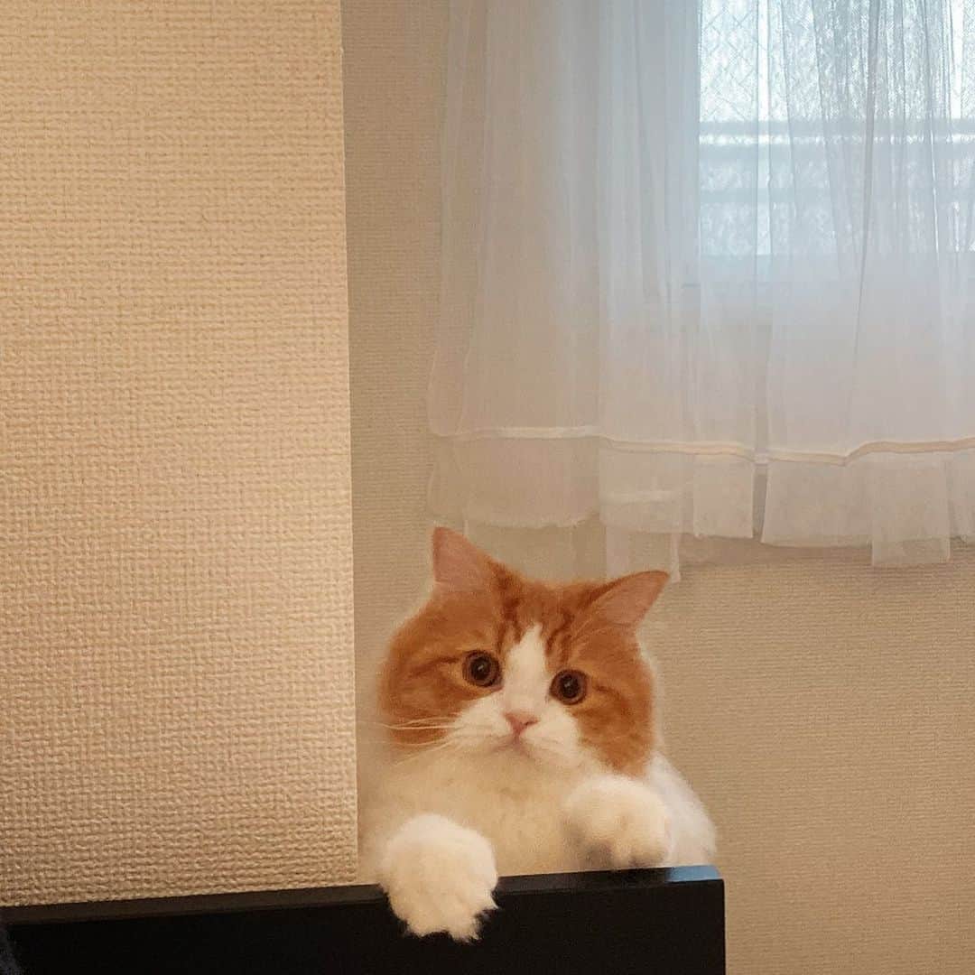 古川貴絵さんのインスタグラム写真 - (古川貴絵Instagram)「今日のピケ 最近布団の中入ってくる😽 もうすぐ１歳なの♡ #cat #catstagram #nyanstagram」12月1日 20時29分 - _kiegram