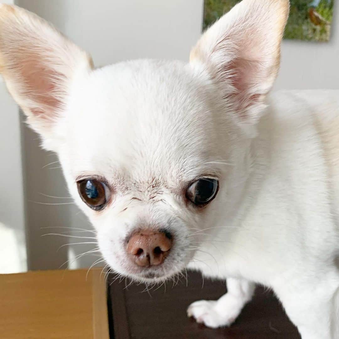 KORIKIのインスタグラム：「おはようございます♪ * #dogofsapporo #dog, #dogs, #dogstagram,#chihuahua,#犬バカ部,#チワワ,#koriki, #hanadog #白スムチ連合会, #スムチー,  #dogofthedayjp, #dogoftheday  #ilovemydog #instadog #instapet #WhiteChihuahua  #吉娃娃 #치와와  #dogsofinstagram #Chihuahualover  #ชิวาวา #チワワの輪 #barkbox #WhiteChihuahuaParty #もふもふモフモフ」