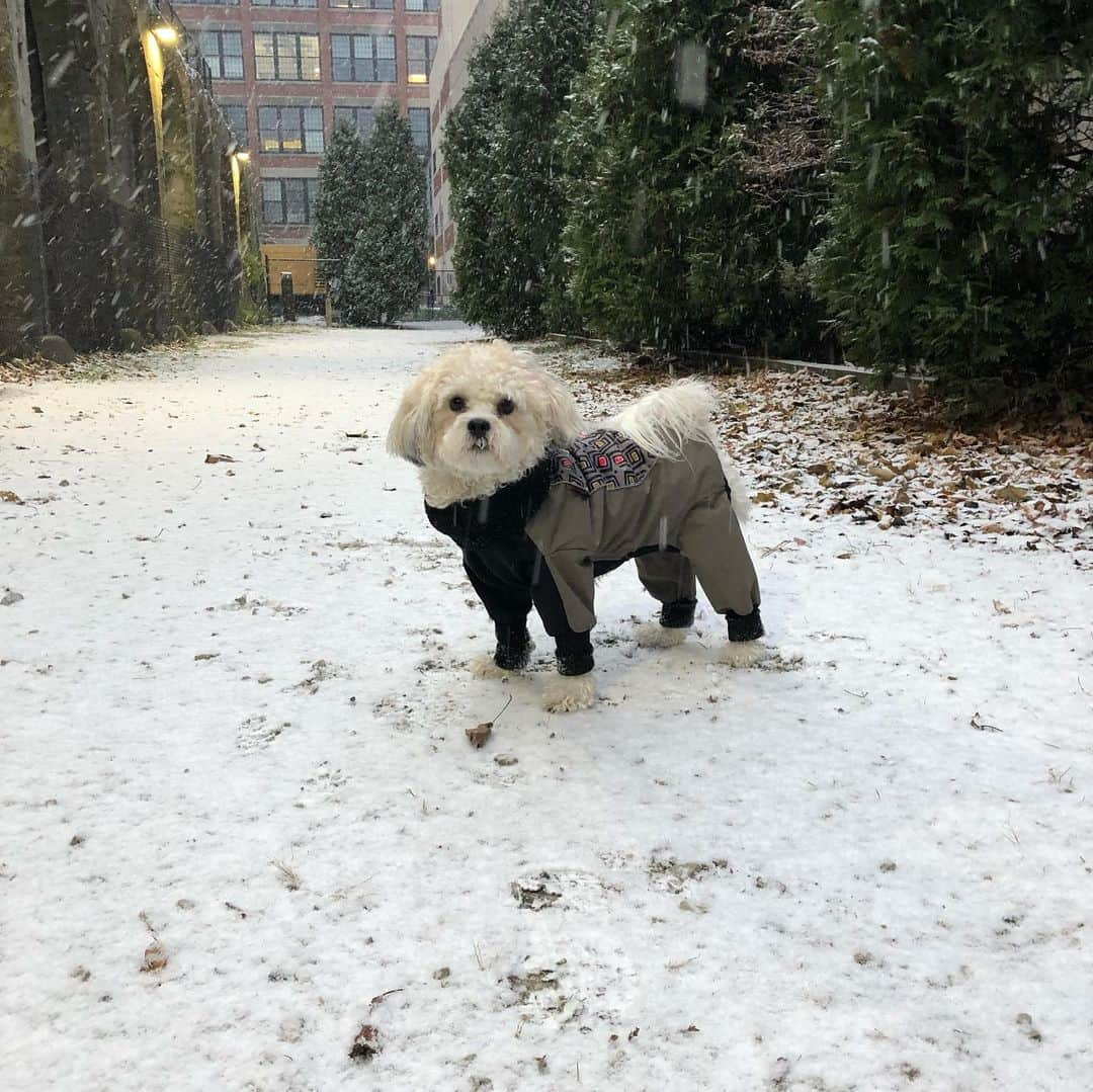 マリッサ・キャステリさんのインスタグラム写真 - (マリッサ・キャステリInstagram)「Happy December 1st! . . . . . . *#shichonsofinstagram #snow #december」12月2日 6時03分 - marissacastelli