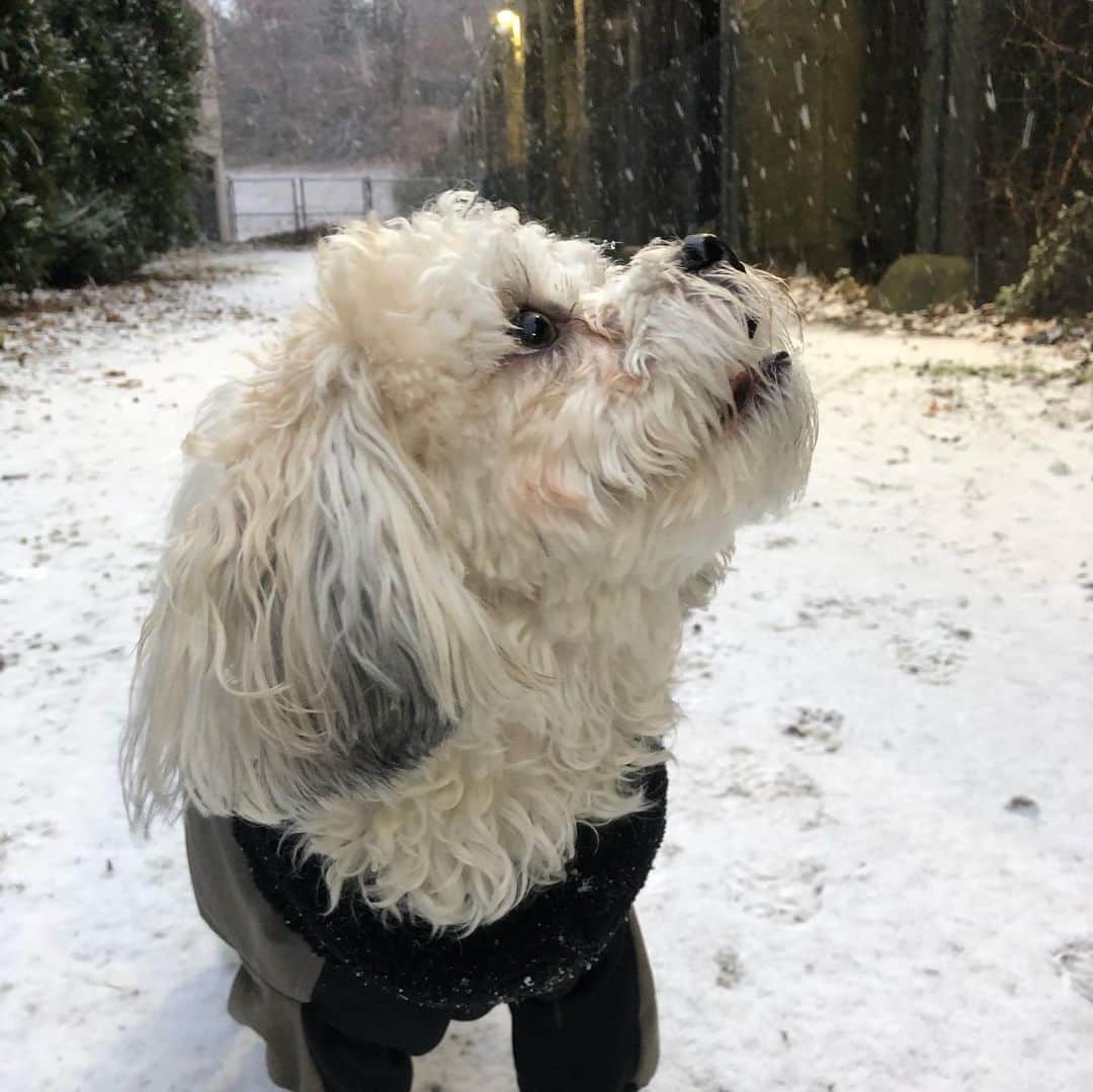 マリッサ・キャステリのインスタグラム：「Happy December 1st! . . . . . . *#shichonsofinstagram #snow #december」