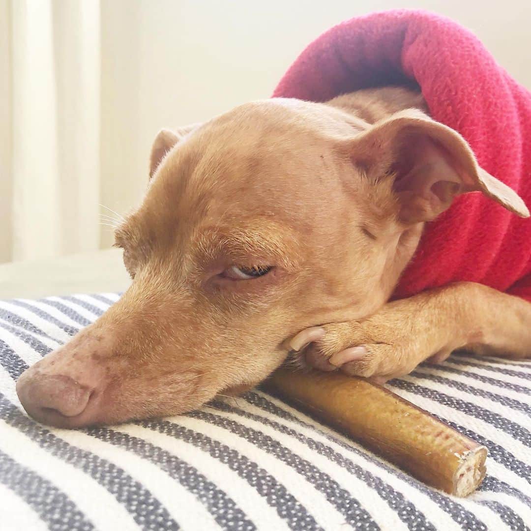 Tuna {breed:chiweenie} さんのインスタグラム写真 - (Tuna {breed:chiweenie} Instagram)「When you can barely keep your eyes open, and yet you’re determined to guard your bull pizzle even though you’re the only in the house gross enough to eat it. Zero percent of anyone here would want that, but you’re determined none-the-less. 😝」12月2日 6時07分 - tunameltsmyheart