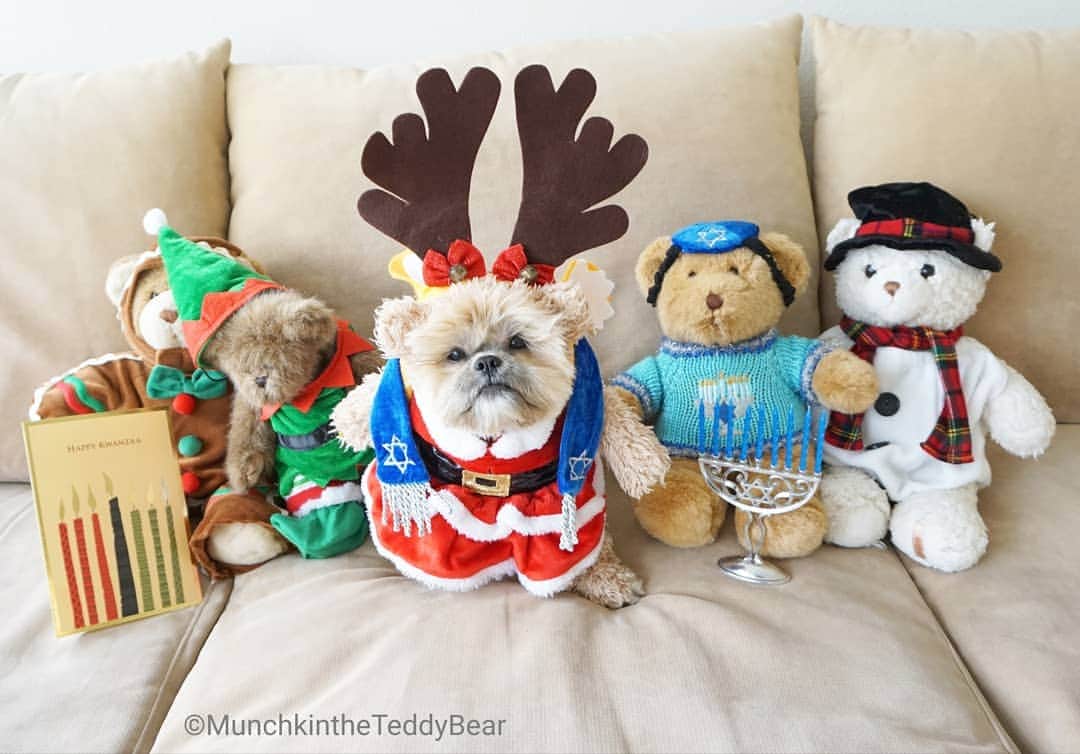 Original Teddy Bear Dogさんのインスタグラム写真 - (Original Teddy Bear DogInstagram)「Happy Merry Everything December! 🎄🕎🎅🤶🦌☃️🎁🐶🐻」12月2日 6時43分 - munchkintheteddybear