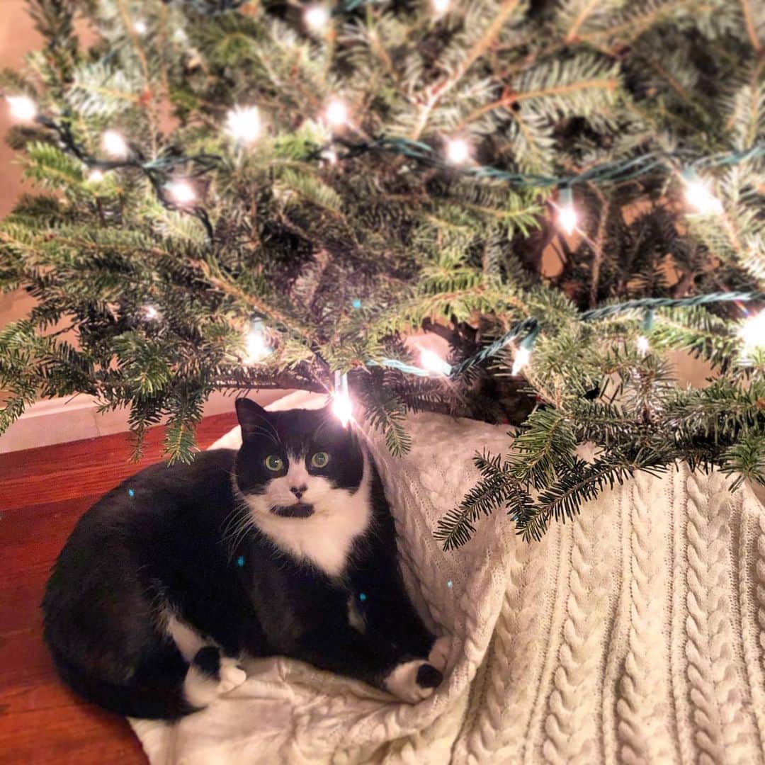 Tuxedo Cat Brosのインスタグラム：「Arguably the best seat in the house! #ochristmastree #🎄 #tuxedocat」