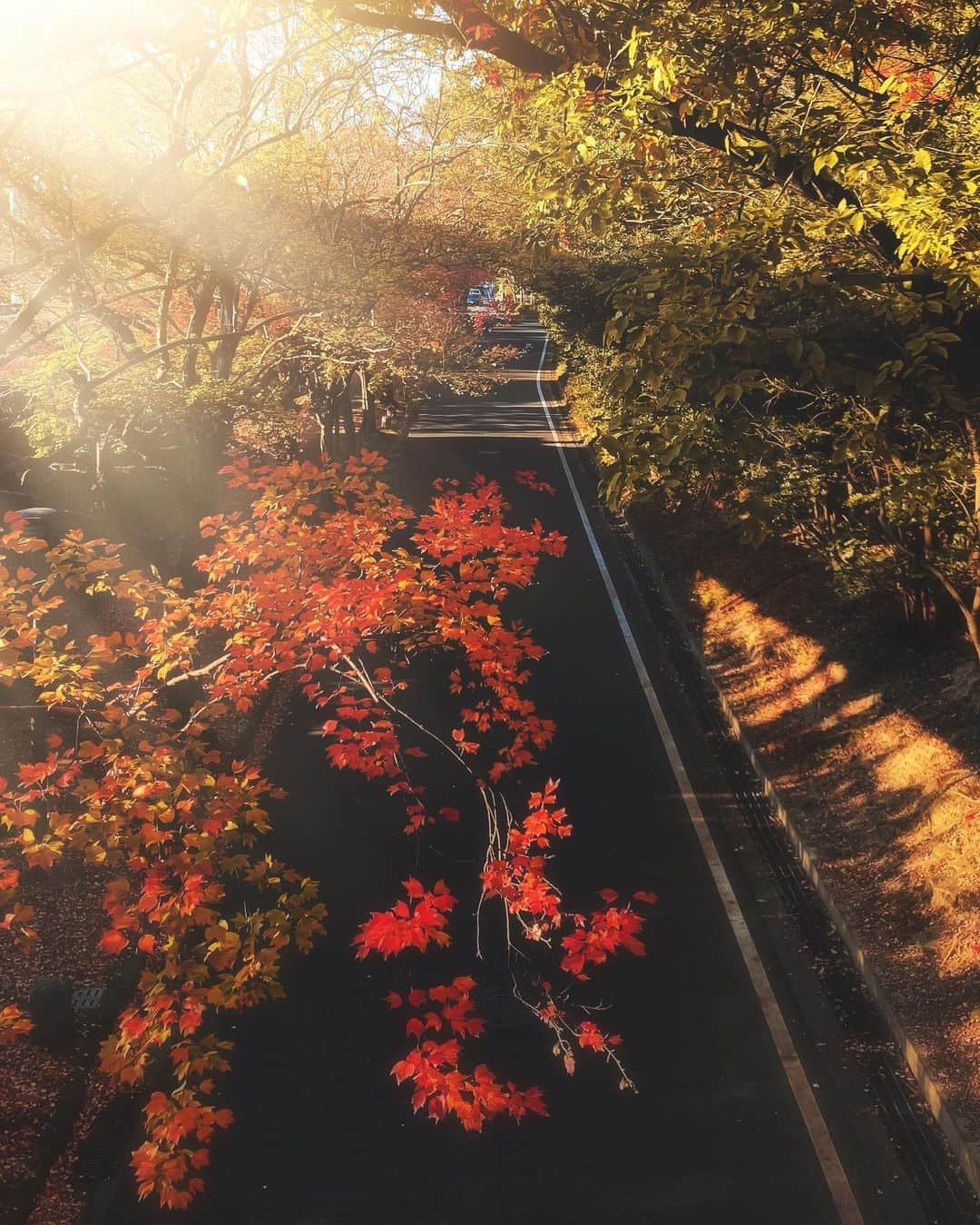 s_shoheyのインスタグラム：「. 独立して1年経ったから屋号をそろそろ考えたいけど鈴木だから色々被りそう、、😅 .」