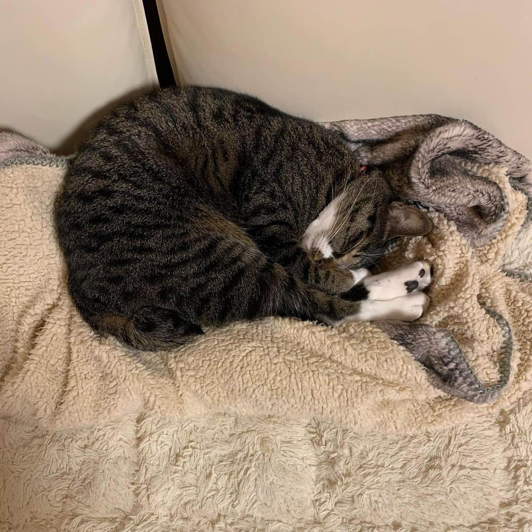 takegaeruのインスタグラム：「きゃわたんな寝姿😙❤️ #猫 #cat #よもねこ #よもぎねこ #キジトラ #きじとら」
