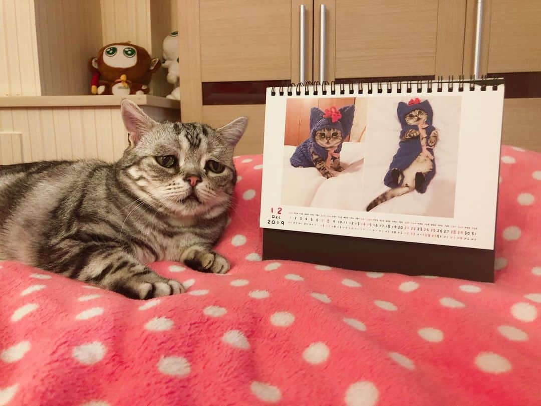 ルフさんのインスタグラム写真 - (ルフInstagram)「#luhu:"hello #december !" - - #cat #sadcat #cute #catoftheday #angel #adorable #lovely」12月1日 22時56分 - lanlan731