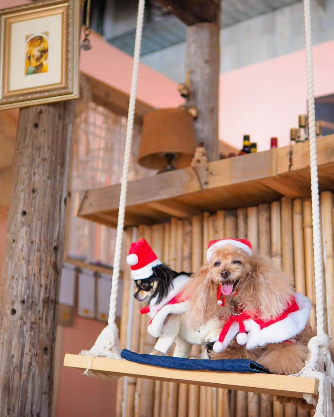 Toypoodle Mikuru?Asakusa Tokyoさんのインスタグラム写真 - (Toypoodle Mikuru?Asakusa TokyoInstagram)「20191201 Sunday. Christmas party🎄 In Shonan. 少しはやいですが、お友達とおしゃれカフェでクリスマスパーティー🎅しました☺️ .  ❶ みんなでサンタコス ❷ スタイリスト入ります ❸ みくるイライラしちゃう動画😅 ❹ サンタ集合 ❺ ブランコ ❻ ねむ〜い ❼-❾ お料理🍻 . 全員犬種が違うお友達は、去年いっしょにPPモデルをやった同期の桜🌸 尽きることない わんこトークで盛り上がりました🥰 . すいかちゃん @marosuisui  ボニーちゃん @bonney_0091  ご一緒いただきありがとうございました😊 . Part ❷ に続くよ🔜 . #湘南 #ピスタチオニク #女子会 #第17期ppモデル #第17期ppgirl」12月1日 22時59分 - purapura299