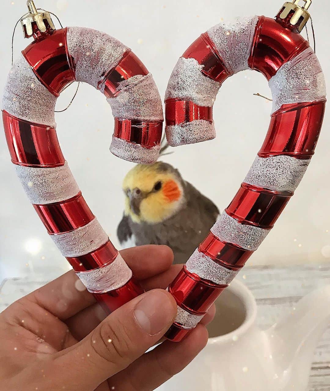 Jackさんのインスタグラム写真 - (JackInstagram)「Hello December! Are you excited for Christmas? Tag someone who loves this special month ❤️🎅🏻」12月1日 23時31分 - jackthecockatiel