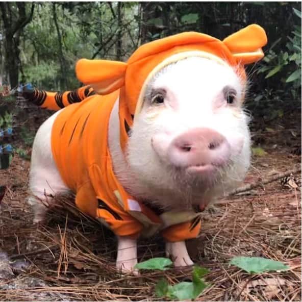 Priscilla and Poppletonさんのインスタグラム写真 - (Priscilla and PoppletonInstagram)「Sorry Pop, but a bet is a bet.🐷🐯What a game! Congrats to all our Auburn tiger friends on your win last night. We are pretty disappointed that Alabama didn’t win, but we will always be their piggest fans no matter what! ROLL TIDE!!! We will be back!🐷🏈🐘#alabamaspiggestfans #rolltide #SillyPop #PrissyandPop」12月1日 23時48分 - prissy_pig