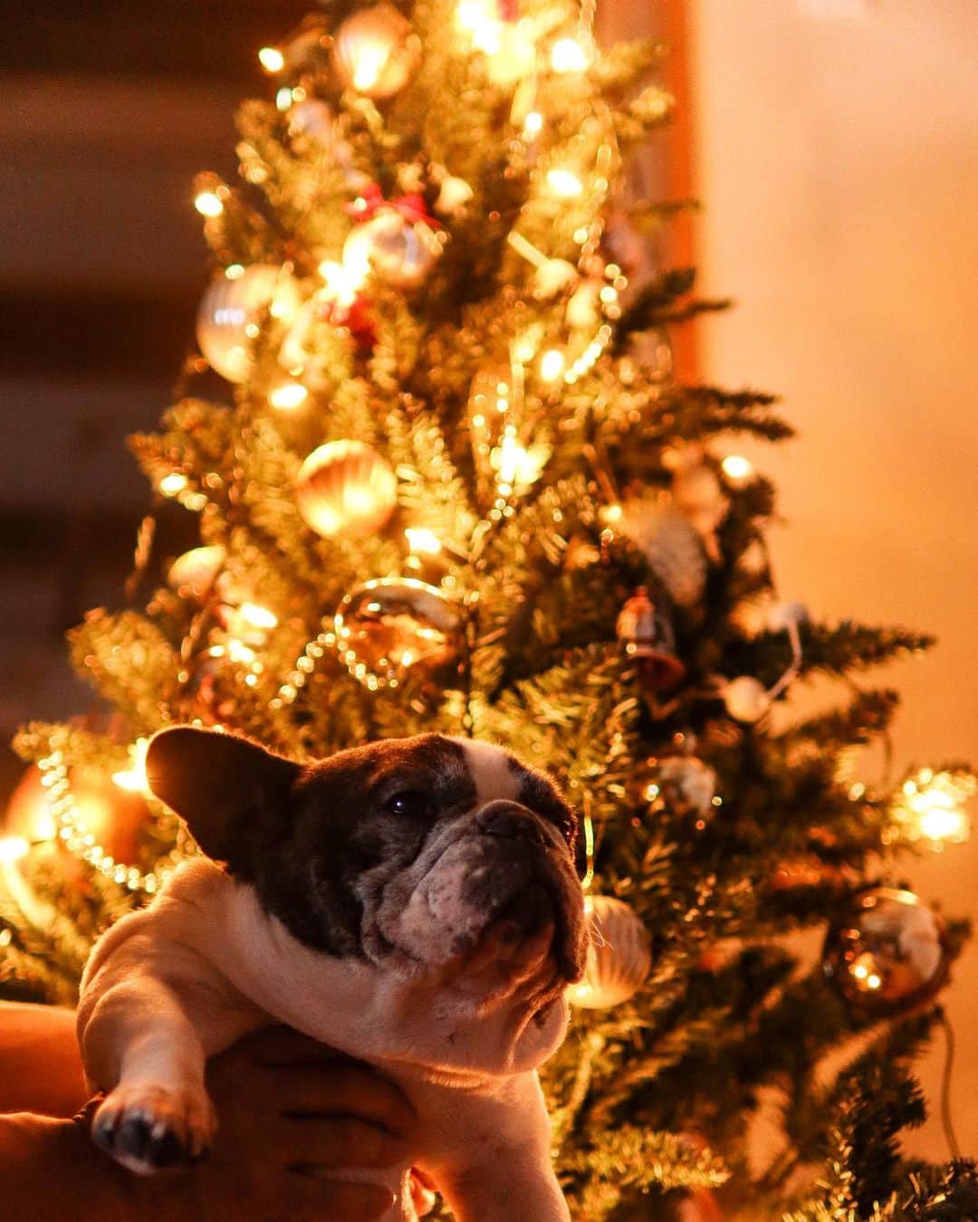 のインスタグラム：「フレンピーだよ🐶今年も準備はバッチリ〜🎄 * #フレブルライフ#フレンチブルドッグ#フレブル#フレンチブル#ブヒ#フレンピー#レジェンドブヒ#クリスマス#Christmas #Xmas#frenchbulldoglife#BUHI#frenchbulldog#frenchie#dog#FBL#멍스타그램#프렌치불독#SpoiledFrenchie#frenchiephotos#daily_frenchie#frenchies1#法斗#法鬥#法国斗牛犬」