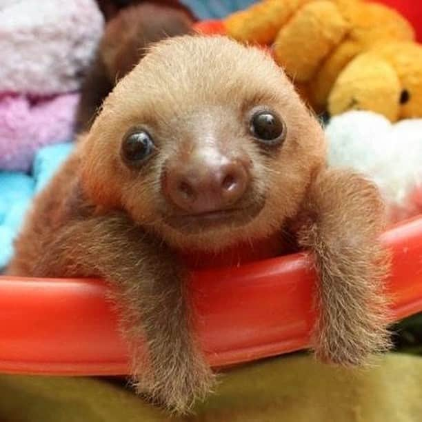 Baby Animalsさんのインスタグラム写真 - (Baby AnimalsInstagram)「Baby sloth in a pile of toys!」12月1日 23時58分 - thebabyanimals