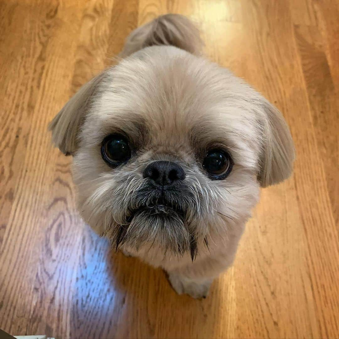 Dougie the Shih Tzuさんのインスタグラム写真 - (Dougie the Shih TzuInstagram)「New ears, who dis?」12月2日 0時24分 - dailydougie