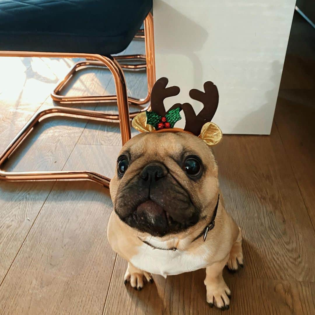 Sarah Angiusさんのインスタグラム写真 - (Sarah AngiusInstagram)「Happy first day of December🌟 #omg #toocute #frenchie #christmasready #baileythereindeer」12月2日 0時38分 - sarahangius