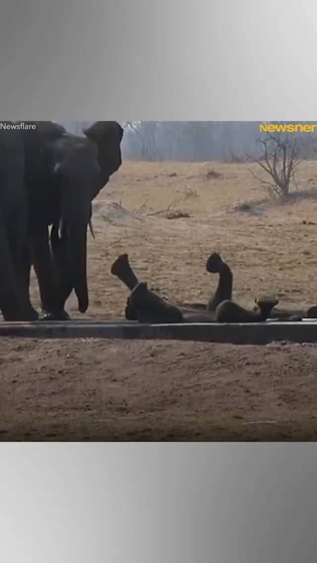 ティモシー・サイクスのインスタグラム：「This is why I LOVE animals so much!!! Repost from @karmagawa  A baby elephant was stuck upside down in a gutter, while a pride of lions were closing in…but elephants are truly amazing creatures so watch what happens and please share this video with your followers and tag someone who needs to see it as videos like this help show how incredible animals are so WE MUST DO A BETTER JOB PROTECTING THEM! Roughly 100 elephants die every day and at the current rate they will be extinct in the next decade or so…we need to get the word out before it’s too late as the empathy of elephants never ceases to amaze us! Great video @newsnercom #savetheelephants #animalsrock #karmagawa」