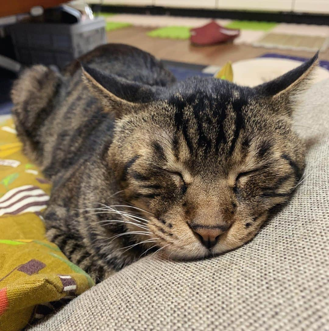 Musashiさんのインスタグラム写真 - (MusashiInstagram)「夜ムサシ。いつもの寝方でおやすみなさい。Nighty night. #musashi #mck #cat #キジトラ #ムサシさん #musashi_the_cat #ねこすたぐらむ」12月2日 1時39分 - _daisy