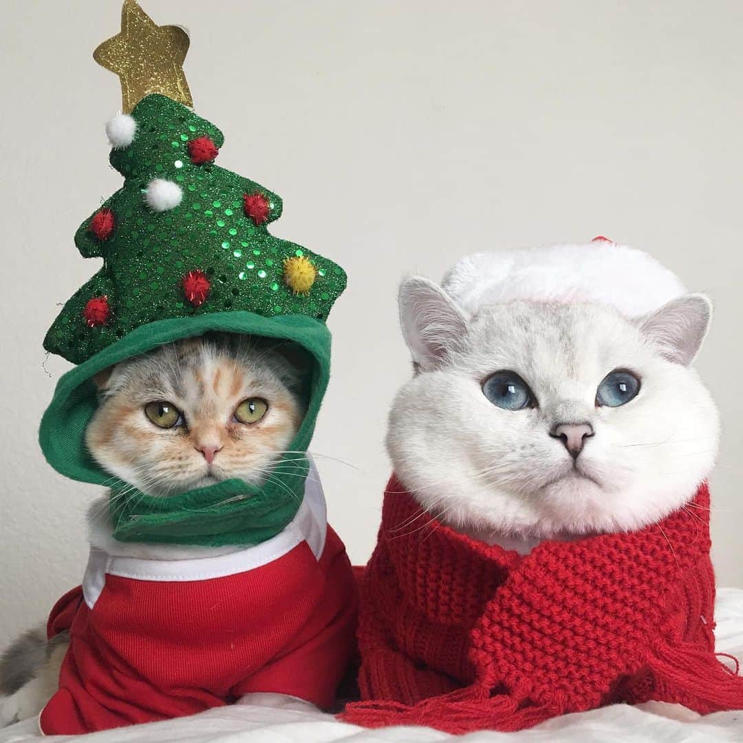 ミスター・ホワイトさんのインスタグラム写真 - (ミスター・ホワイトInstagram)「It’s Christmas month!!! @hello_luna_rose」12月2日 1時50分 - white_coffee_cat