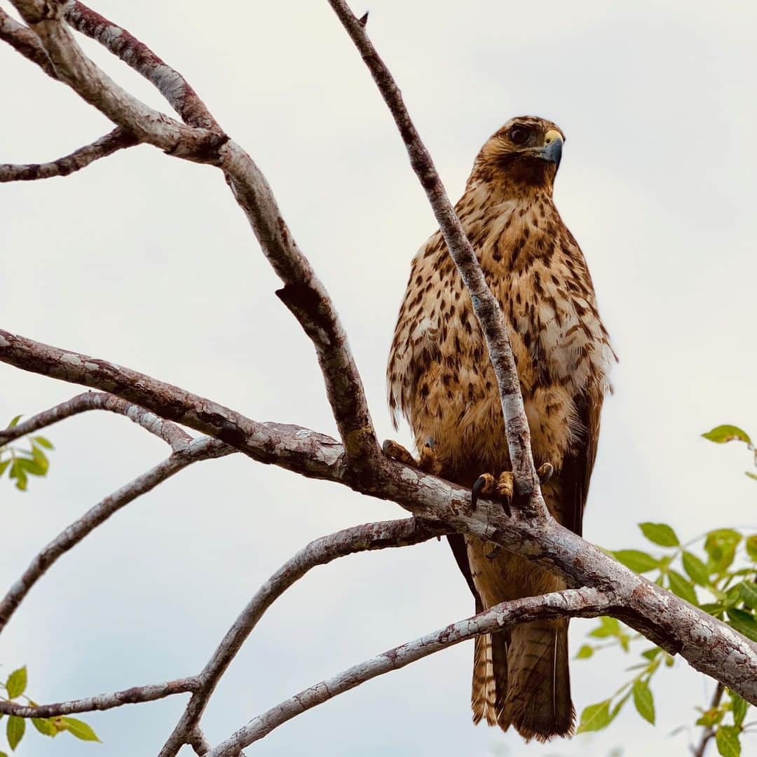 アニマルプラネットさんのインスタグラム写真 - (アニマルプラネットInstagram)「The Galapagos Hawk, the regina george of the wild, is one popular bird who loves hanging around like-minded hawks - not a clique you want to mess with. They have a strict no new friends rule as they will abandon their nesting area if disturbed by a human. #ExtinctorAlive 📸: @forrest.galante . . . . . . #animalplanetupclose #animalsofinstagram #animalplanet #animaloftheday #wild #wildlife #outdoors #animals #wildanimals #conservation #nature #animallovers #instanature #wildgeography」12月2日 2時00分 - animalplanet