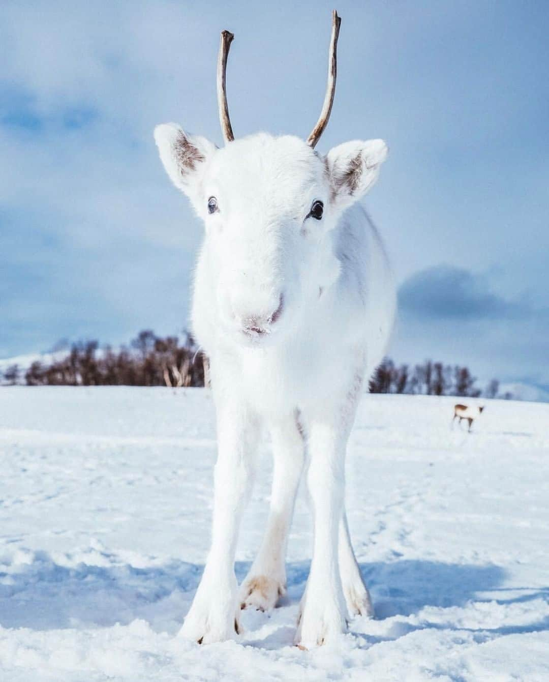 Discoveryさんのインスタグラム写真 - (DiscoveryInstagram)「Sleigh. 🎄🦌 📸 by Mads Nordsveen ( @mads ) . . . . #adventure #travel #nature #photography #photooftheday #naturephotography #instagood #wildlifeIG #explore #naturelovers #holidays #babyreindeer #whitereindeer #reindeer #December #snow #wow #cute #baby #December1st」12月2日 2時03分 - discovery