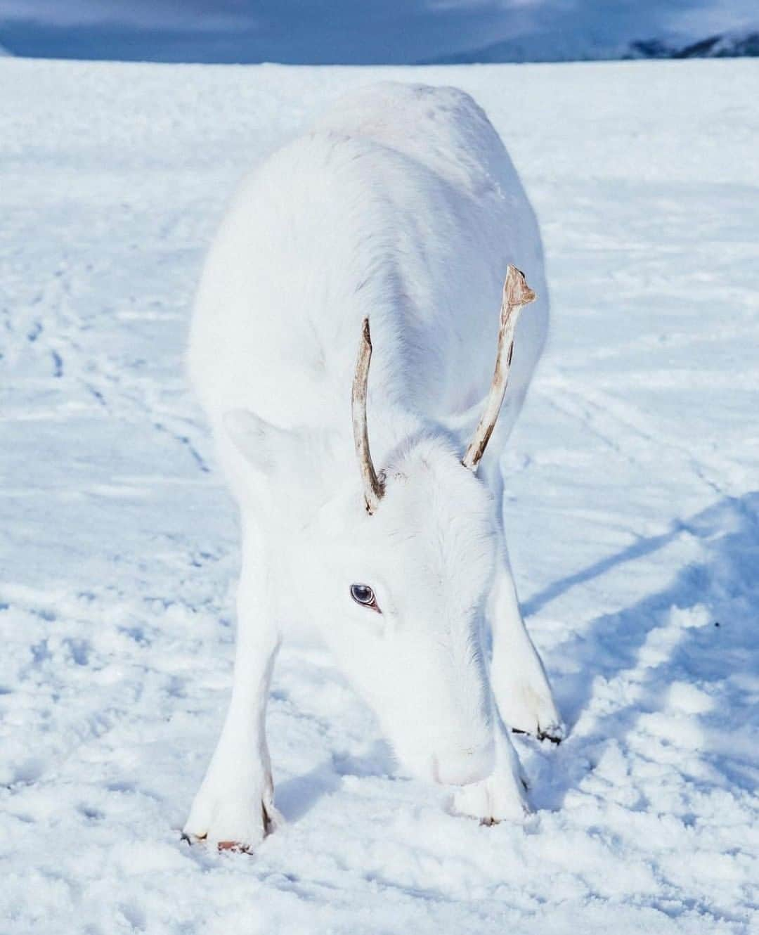 Discoveryさんのインスタグラム写真 - (DiscoveryInstagram)「Sleigh. 🎄🦌 📸 by Mads Nordsveen ( @mads ) . . . . #adventure #travel #nature #photography #photooftheday #naturephotography #instagood #wildlifeIG #explore #naturelovers #holidays #babyreindeer #whitereindeer #reindeer #December #snow #wow #cute #baby #December1st」12月2日 2時03分 - discovery