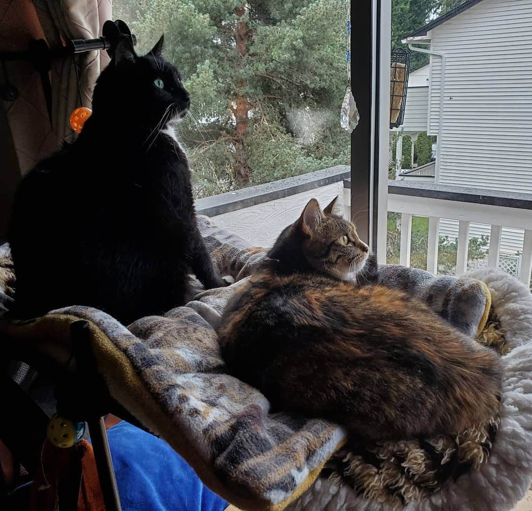 猫コスプレさんのインスタグラム写真 - (猫コスプレInstagram)「Expanded the bird watching perch next to the feeder so it now fits 2. The Flickers are yelling at the duo every time they score some sunflower seeds.」12月2日 2時23分 - cat_cosplay