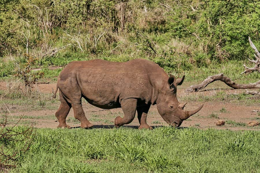 デヴォン・ウィンザーさんのインスタグラム写真 - (デヴォン・ウィンザーInstagram)「Coffee break on our morning drive! Swipe to see some of the amazing animals we saw! 🐘🦒🐆🦏🐒 @singita_ does amazing work in preserving and protecting large areas of African wilderness for future generations! Their 100 year purpose has had a profound impact and can be seen in the transformation of the land under its care, the thriving biodiversity of each reserve and concession. #ecotourism #oursingita」12月2日 2時44分 - devwindsor