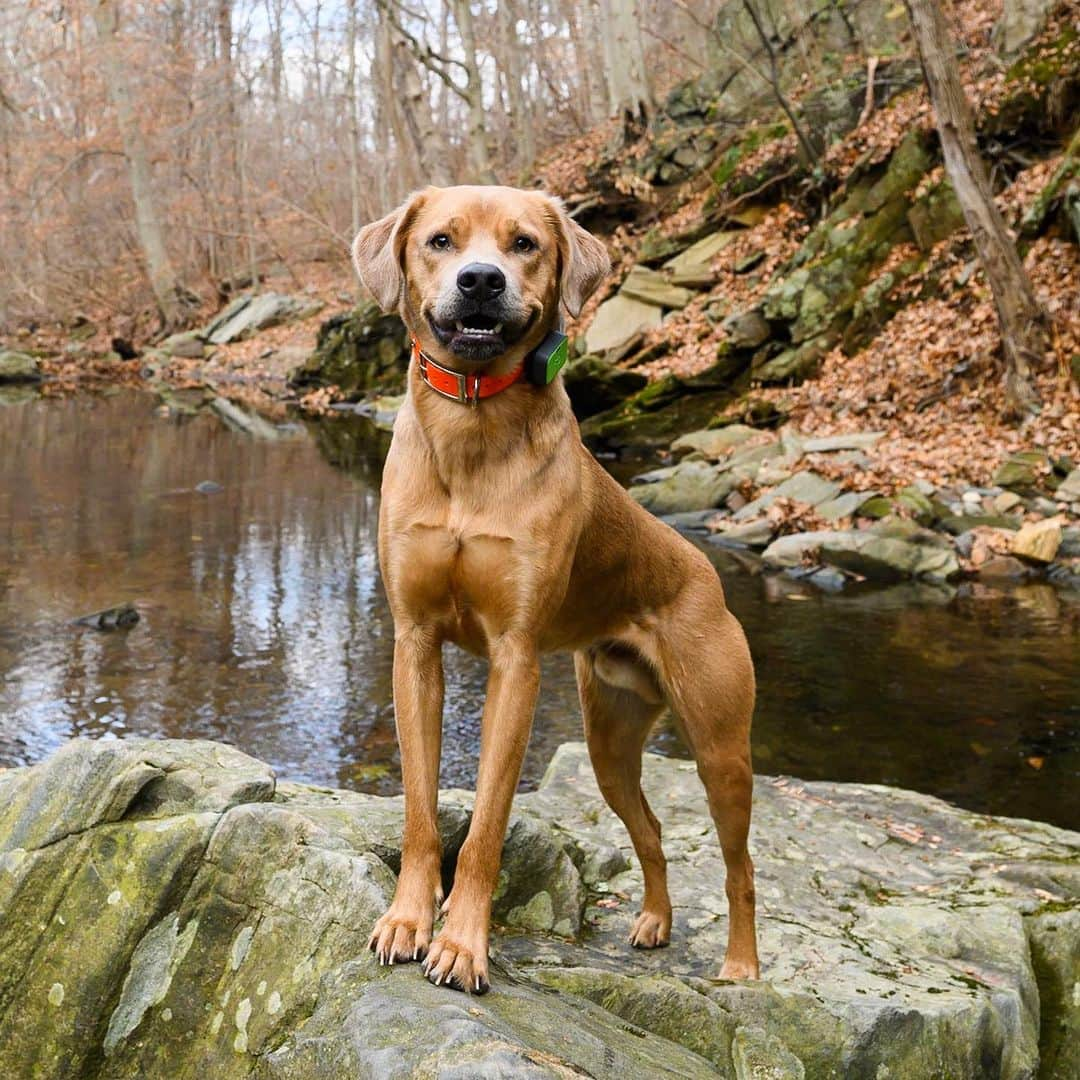 The Dogistさんのインスタグラム写真 - (The DogistInstagram)「Finn, “Sato” mix (1 y/o), Rolling Hill Park, Gladwyne, PA • “He doesn't swim but he’ll go in up to his chest. He did the doggy paddle once by accident. He was trying to retrieve a ball, fell off the ledge and realized he made a big mistake. He was happy that he did it but he didn’t do it again. I’ve never given up on him swimming. I will try. He likes paddleboarding.” @keepingfinn, a rescue from @thesatoproject」12月2日 3時17分 - thedogist