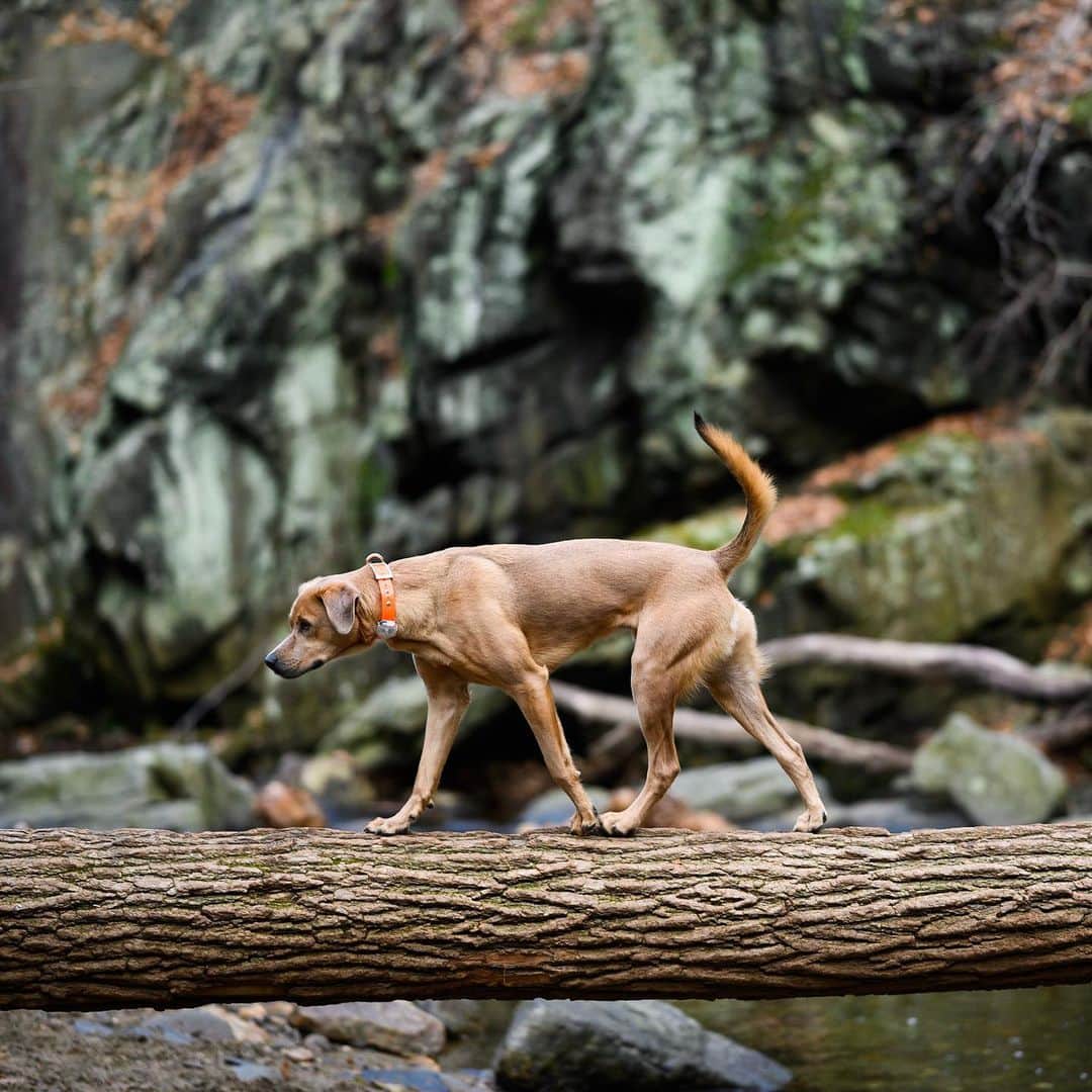 The Dogistさんのインスタグラム写真 - (The DogistInstagram)「Finn, “Sato” mix (1 y/o), Rolling Hill Park, Gladwyne, PA • “He doesn't swim but he’ll go in up to his chest. He did the doggy paddle once by accident. He was trying to retrieve a ball, fell off the ledge and realized he made a big mistake. He was happy that he did it but he didn’t do it again. I’ve never given up on him swimming. I will try. He likes paddleboarding.” @keepingfinn, a rescue from @thesatoproject」12月2日 3時17分 - thedogist