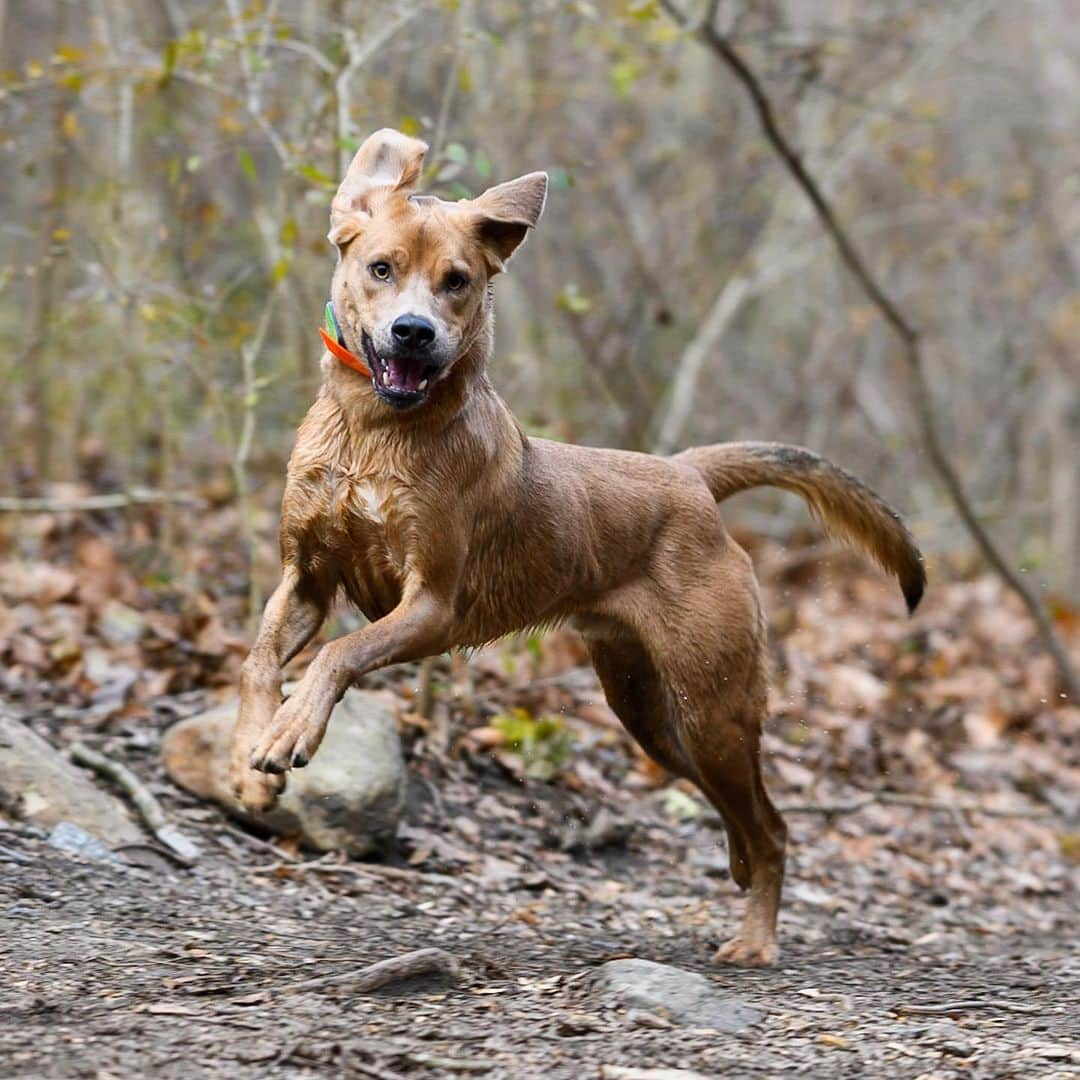 The Dogistさんのインスタグラム写真 - (The DogistInstagram)「Finn, “Sato” mix (1 y/o), Rolling Hill Park, Gladwyne, PA • “He doesn't swim but he’ll go in up to his chest. He did the doggy paddle once by accident. He was trying to retrieve a ball, fell off the ledge and realized he made a big mistake. He was happy that he did it but he didn’t do it again. I’ve never given up on him swimming. I will try. He likes paddleboarding.” @keepingfinn, a rescue from @thesatoproject」12月2日 3時17分 - thedogist